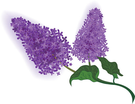 丁香花