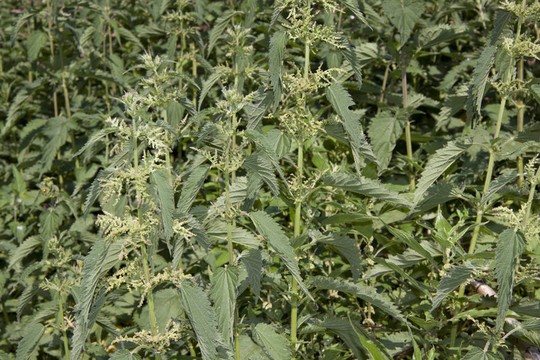 蕁麻的背景