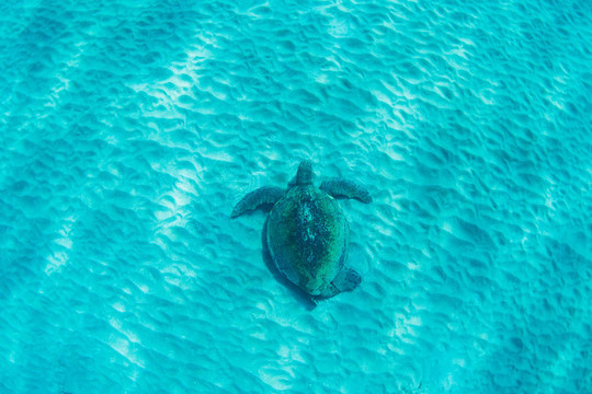 綠海龜水下