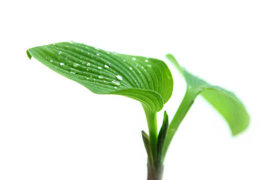 綠色植物