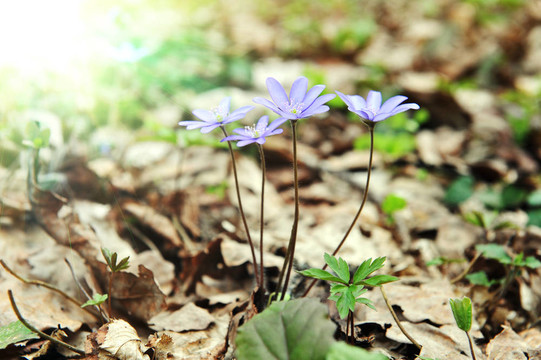 朵朵肝