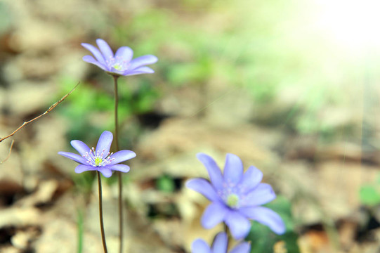 朵朵肝
