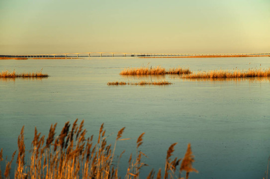 蘆葦和Oland大橋