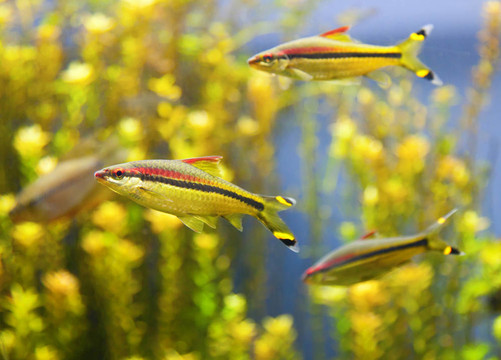 熱帶魚