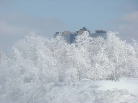 白雪覆蓋的樹木