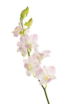 蘭花科