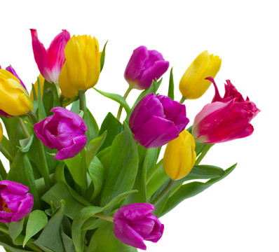 郁金香花束