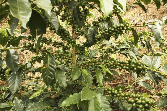 咖啡植物成熟