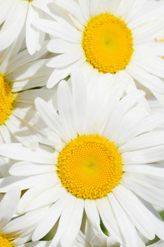 野生camomiles花束