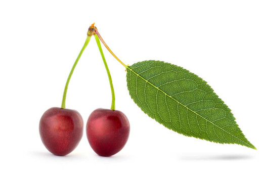 菜豆