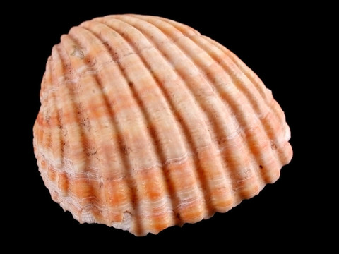 貽貝