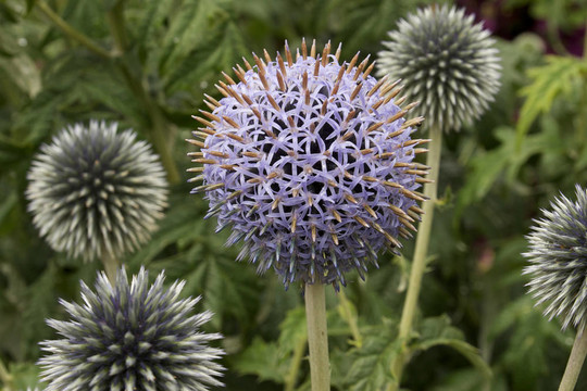 紫藍(lán)薊花的世界
