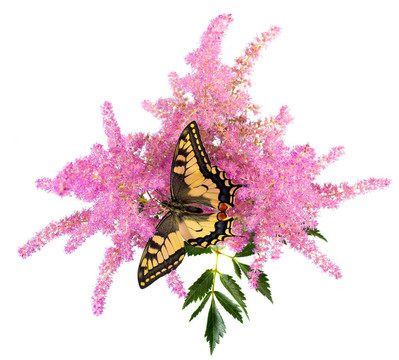 Tiger Swallowtail（虎鳳蝶）錐上的花蝴蝶