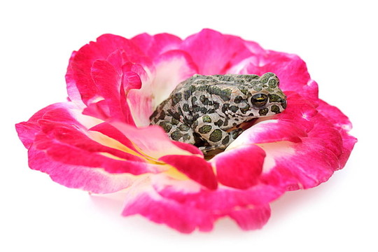五顏六色的花兒上的青蛙