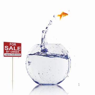 在一個(gè)魚(yú)缸里的金魚(yú)