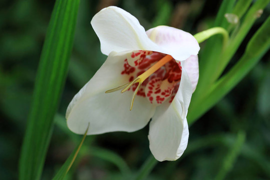 老虎花