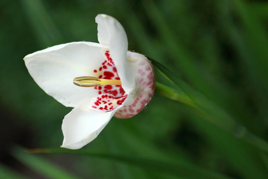 老虎花