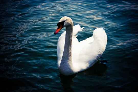 天鵝（Cygnus olor）
