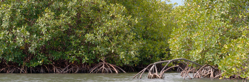 紅樹林（Rhizophora機）；Placencia Lagoon；伯利茲