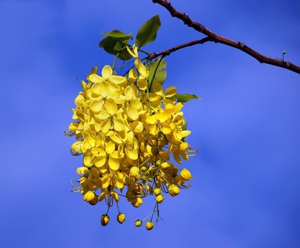 金鏈花的樹(shù)