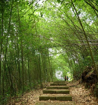 郁郁蔥蔥的竹林