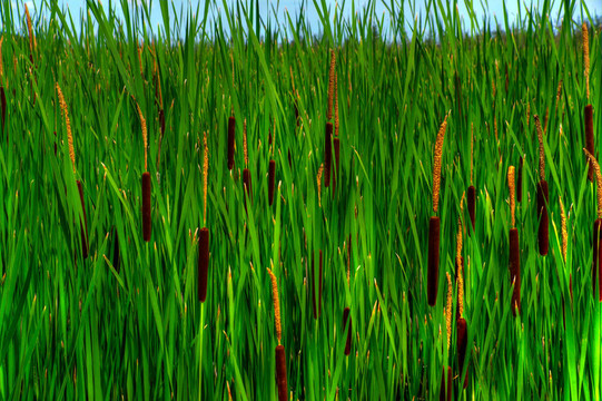 靠近高高的貓尾巴（Typha latifolia）
