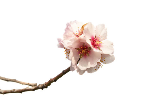 杏花粉紅花。