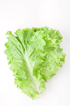 生菜