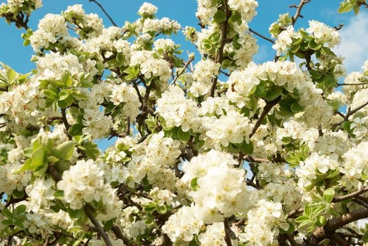 白蘋(píng)果花
