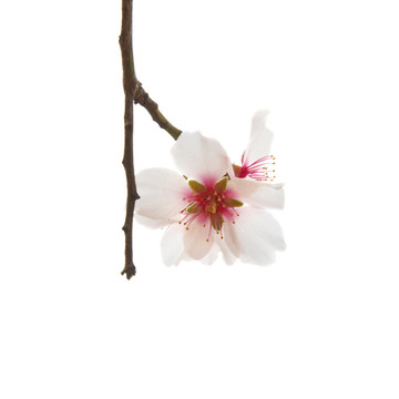 杏花粉紅花。