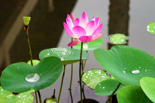莉莉花粉水