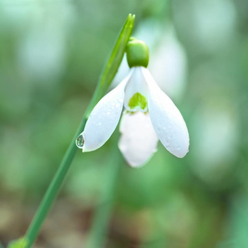 雪花蓮-春天白色的花
