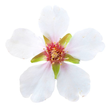 杏仁白的花