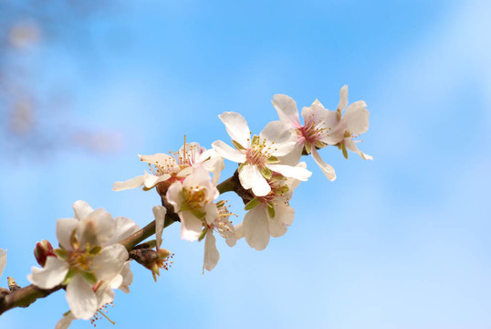 杏仁白的花