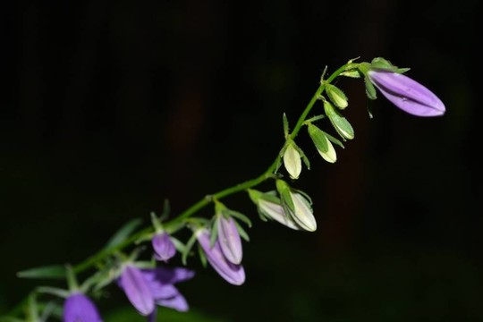 風(fēng)鈴草