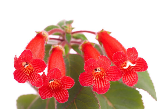 紅色的花（Kohleria Rongo）