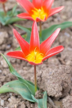 郁金香