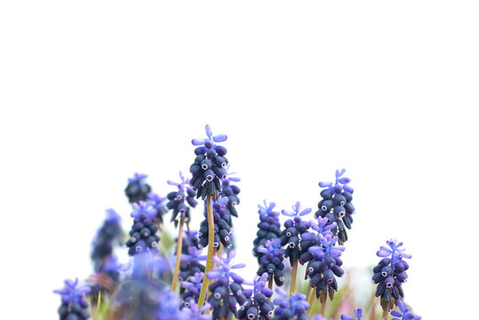 綠色的草hyacinthes