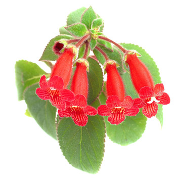 紅色的花（Kohleria Rongo）