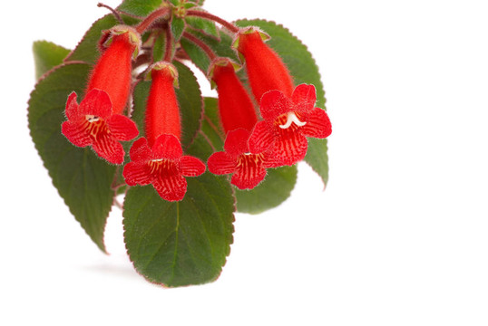 紅色的花（Kohleria Rongo）