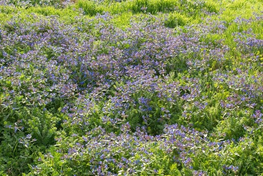 綠草花