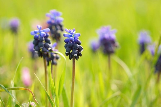 綠色的草hyacinthes