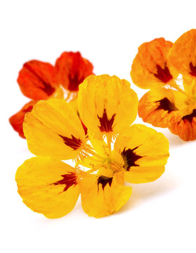 金蓮花