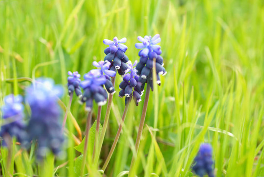 綠色的草hyacinthes