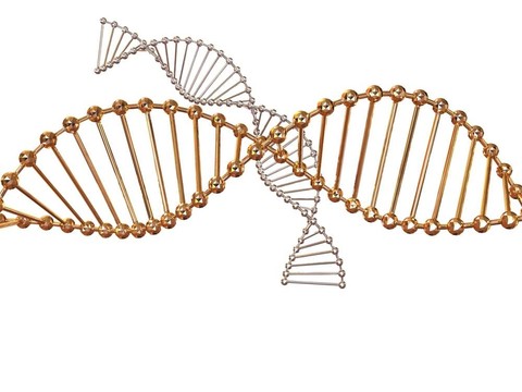 基因在DNA