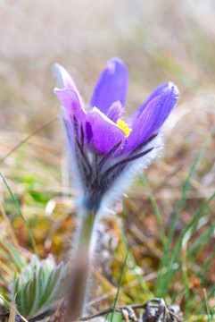 Flower Pasqueflower（Pulsatilla patens）