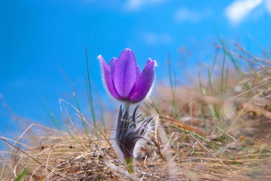Flower Pasqueflower（Pulsatilla patens）