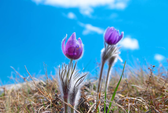 Flower Pasqueflower（Pulsatilla patens）