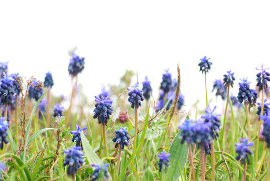 綠色的草hyacinthes