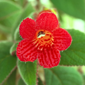紅色的花（Kohleria Rongo）